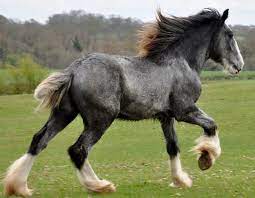 Shire Horse Society Approved Young Stallion Clydesdale Horses Horses Shire Horse