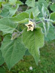 Image result for Physalis peruviana