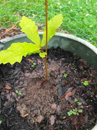 Image result for oak sapling