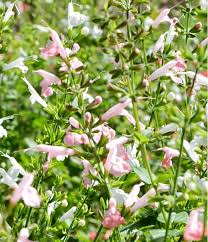 Image result for Salvia coccinea