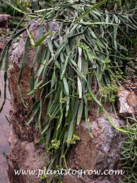 Image result for Cissus quadrangularis