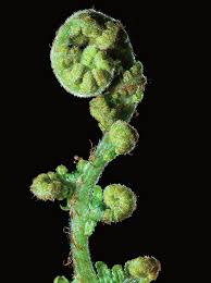 Image result for Pneumatopteris unita