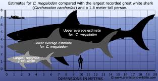 c megalodon