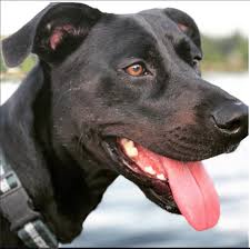 Check spelling or type a new query. These 15 Cute Labrador Pitbull Mix Dogs Will Make You Fall In Love With Mutts The Paws