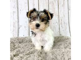 Image result for white yorkshire terrier