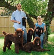 Our poodles are our cherished pets. Standard Poodle Puppies Standard Poodles Red Standard Poodles Dark Red Standard Poodles Standard P Poodle Puppy Standard Poodle Puppies For Sale Poodle Puppy