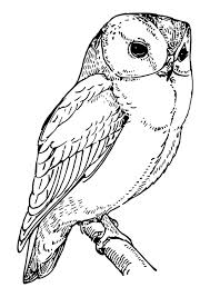 There's something for everyone from beginners to the advanced. Coloring Page Owl Free Printable Coloring Pages Img 30118