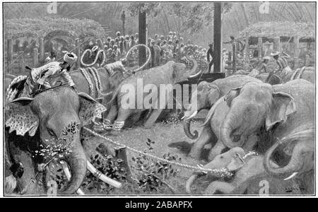 Captured elephants hi-res stock photography and images - Alamy