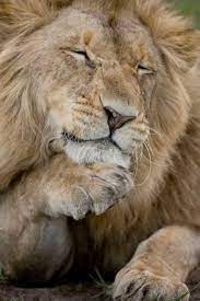 a portrait of a relaxed african male by michael poliza animals beautiful animals animals wild