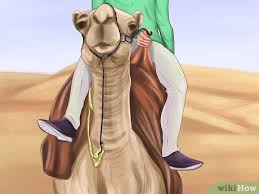 Camel humps are made up of fat, not water. How To Ride A Camel 12 Steps With Pictures Wikihow