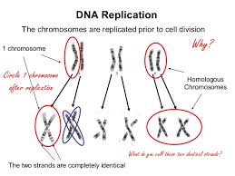 A full set of sister chromatids is created during the synthesis (s) phase of interphase,. Genetics Chapter 3 Part 1