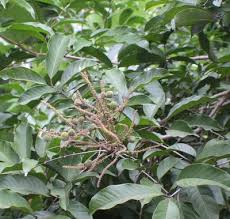 Image result for Lepisanthes