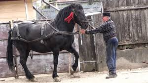 Este foarte receptivşi este un companion bun pentru casa. Cai De Vanzare 2019 Calul Lui Dl Nelu Din Bacau Youtube