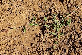 Image result for Urochloa reptans