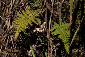 Image result for Aleuritopteris farinosa