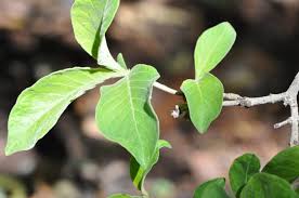 Image result for Vangueria esculenta