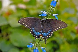 2 days ago · butterflies and caterpillars (the larval stage in the butterfly life cycle) provide food for birds and other organisms, pollinate flowers, and are easy to attract to a garden or backyard landscape. Swallowtail Butterflies Hd Wallpapers Free Download Wallpaperbetter