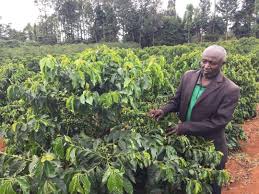 Image result for Coffea mufindiensis