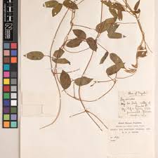 Image result for Dolichos kilimandscharicus