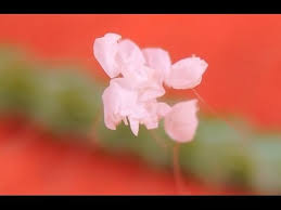We did not find results for: Mysterious Flower Blooms Once Every 3 000 Years Youtube