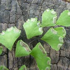 Image result for Adiantum poiretii