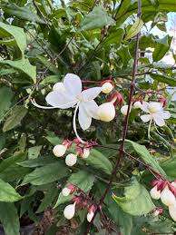 Image result for Clerodendrum rotundifolium