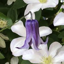 Here is a list of clematis cultivars and varieties that will reward gardeners in the lower south region with exceptional floral displays regional gardening, best clematis, lower south gardening. Clematis Roguchi Buy Clematis Perennials Online