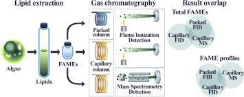 Comparisons Of Analysis Of Fatty Acid Methyl Ester Fame Of Microalgae By Chromatographic Techniques Sciencedirect