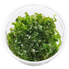 Image result for Lomariopsis warneckei