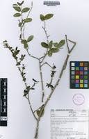 Image result for Cleistanthus schlechteri