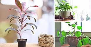 Maybe you would like to learn more about one of these? 11 Plants That Attract Money Bring Fortune To Home
