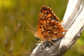 Image result for Allophylus whitei