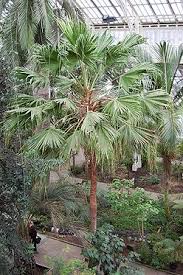 Image result for Livistona chinensis