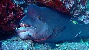 Maybe you would like to learn more about one of these? Wired Huge Asian Sheepshead Wrasse Diving Kobudai Youtube