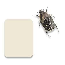 Image result for Tropinota hirta