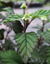 Image result for Lippia woodii
