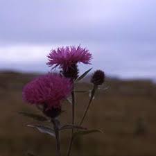 Pin On Flower Essences