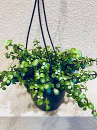 This succulent is quite hardy, making it great for beginner gardeners. Trailing Elephant Bush Found At The Local Grocery Store Succulents