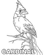 Bird coloring sheets contain parrot, eagle, owl, peacock, pelican, storks, toucan. Bird Coloring Pages To Print Topcoloringpages Net