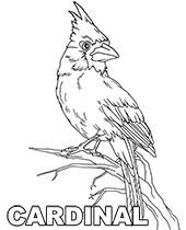 736 x click the download button to see the full image of cardinal bird coloring pages free, and download it for your computer. Bird Coloring Pages To Print Topcoloringpages Net