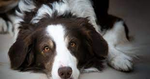 Red Tri Border Collie Animal Smile Best Dog Breeds Border Collie