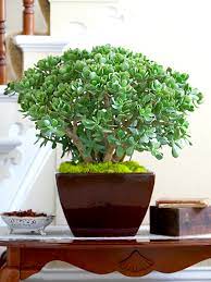 Jade Plant Better Homes Gardens
