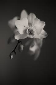 Best Black And White Nature Photos Beautiful Flower Image Unsplash Com Is A Free And Amazing Resource You Can Easily Use For Sermons Or Beautiful Flowers Images Yellow Flower Photos Pink Photo