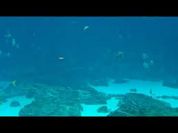 Georgia Aquarium Ocean Voyager Cam Youtube