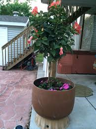 An Old Sand Filter From An In Ground Pool Turned Planter Container Plants Plants Planters