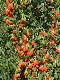 Goji Berry Orange Turuncu Kurt Uzumu Fidani 40 60 Cm 5 Yas Saksida Fidan Satisi Fide Satisi Internetten Fidan Siparisi Bodur Asili Sertifikali Meyve Fidani Sus Bitkileri