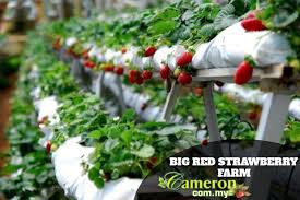Choose from the different selections of farms available in the highlands and start your journey Big Red Strawberry Farm Cameron Highlands Online