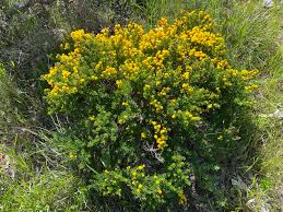 Image result for Acacia lasiopetala