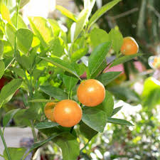 Orange trees produce sweet fruit rich in vitamin c. Fruit Trees Calamondin Fruit Tree