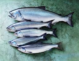 Pin On Fresh Fish